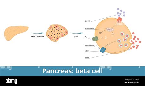 beta cells secrete|15.6.1.3: Hormones of the Pancreas .